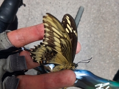 Heraclides ornythion