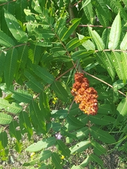 Rhus × borealis