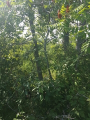 Rhus × borealis