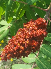 Rhus × borealis