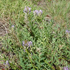 Astragalus laxmannii viciifolius