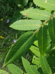Rhus × borealis