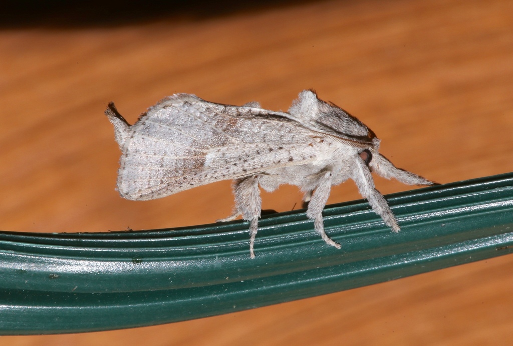 Anna Carpenterworm Moth