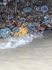 Botryllus schlosseri