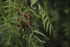 Haemorhous mexicanus