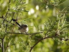 Polioptila nigriceps