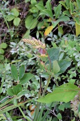 Stenanthium leimanthoides