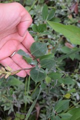 Stenanthium leimanthoides