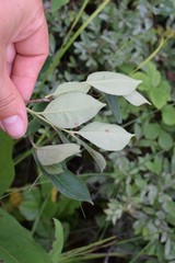 Stenanthium leimanthoides