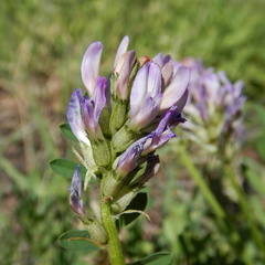 Astragalus laxmannii viciifolius