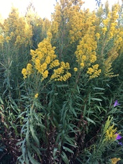 Solidago elongata