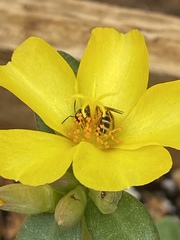 Halictus