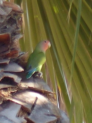 Agapornis roseicollis