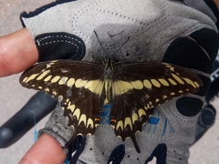 Heraclides ornythion