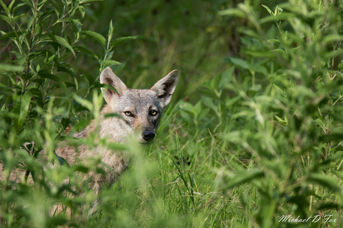 Coyote photographed in Texas