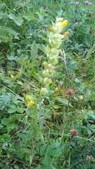 Rhinanthus serotinus aestivalis
