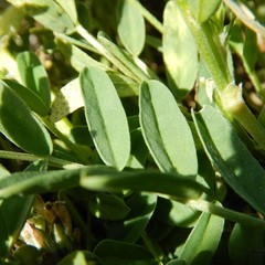 Astragalus laxmannii viciifolius