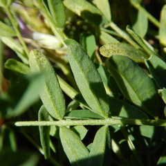 Astragalus laxmannii viciifolius