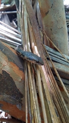 Cubophis vudii