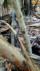 Cubophis vudii