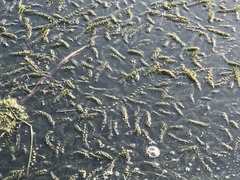 Elodea canadensis