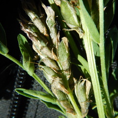 Astragalus laxmannii viciifolius