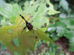 Paracycnotrachelus chinensis