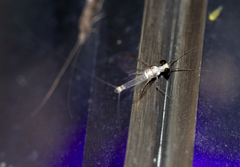 Maccaffertium terminatum terminatum