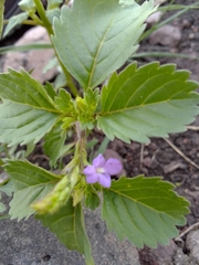 Duranteae