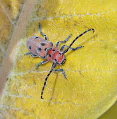 Tetraopes annulatus