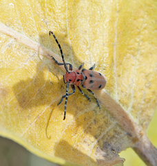 Tetraopes annulatus