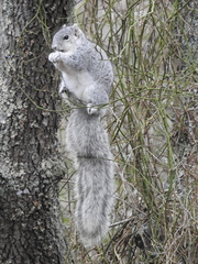 Sciurus niger cinereus