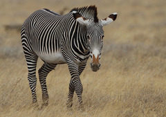 Grevy's Zebra photo 4