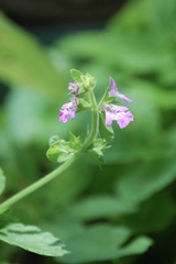 Stachys drummondii