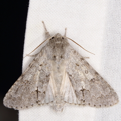 Acronicta hastulifera
