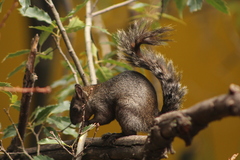 Sciurus aureogaster