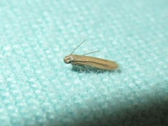 Holcocera immaculella