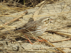 Passerculus sandwichensis princeps