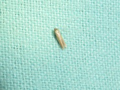 Holcocera immaculella