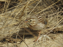 Passerculus sandwichensis princeps