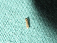 Holcocera immaculella