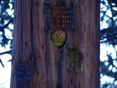 Micrathene whitneyi