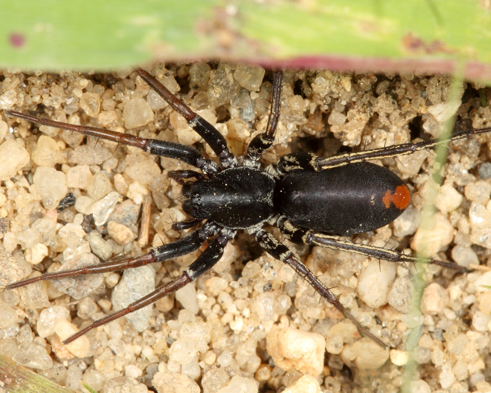 Black spider with red markings on end of abdomen (Minnesota,