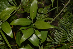 Geitonoplesium cymosum
