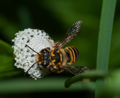 Megachile poeyi