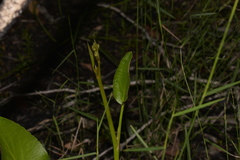 Liparophyllum exaltatum