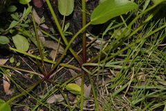 Liparophyllum exaltatum