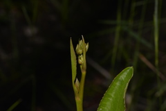 Liparophyllum exaltatum