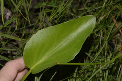 Liparophyllum exaltatum