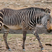 Cape Mountain Zebra - Photo (c) Bernard DUPONT, some rights reserved (CC BY-SA)
